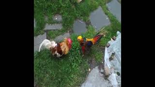 golden pheasant vs rooster