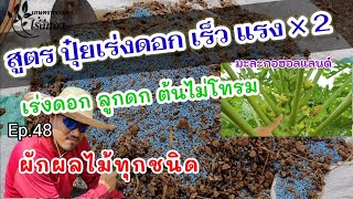 จงทำแบบนี้!! เร่งดอก ลูกดก ต้นไม่โทรม |Ep.48 สูตรใส่ปุ๋ยเร่งดอก เร็วแรง ×2