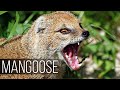 MONGOOSE — Small and dexterous snake tamer! Interesting facts about mongooses