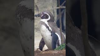 鴨川シーワールドのフンボルトペンギン🐧