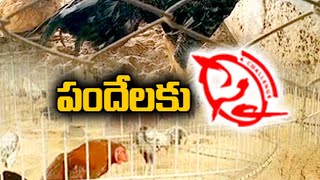 కోడి పందేలకు సిద్ధమవుతున్న పందెం కోళ్లు | Cocks Getting Ready For Sankranti Fight