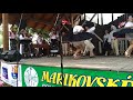 28.marikovské folklórne slávnosti horná mariková