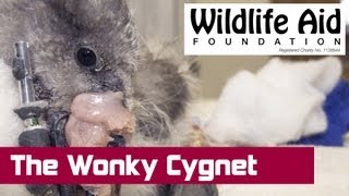 The Cygnet with a Wonky Bill