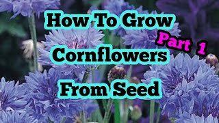 How to grow cornflowers / bachelors button from seed part 1