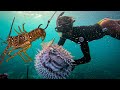 Shooting and Catching Dinner - Lobster, Fish, Conch