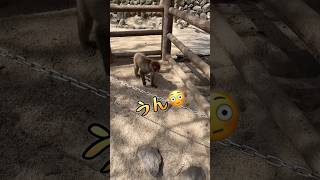 【高崎山】何だ何だ〜❓❓のお猿さん‼️ #monkey #cutemonkey #cute #monkeybaby #shorts