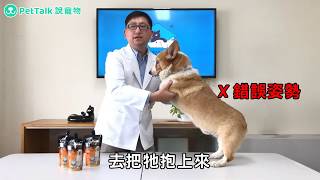 【PetTalk獸醫講解】冬天是抱抱的季節，但如何正確抱柯基呢？｜王耀鴻獸醫