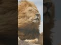 Amazing Lion Sound | Roar sound of a Lion