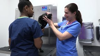 What is a wellness exam?