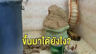 สองผัวเมียตะลึง 'จอมปลวก' ผุดขึ้นบนโถส้วมในห้องน้ำ เผยให้โชคให้ลาภ หลังเจอทำอะไรก็ดีไปหมด