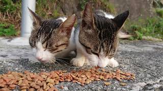 九州の猫島【深島】港の兄弟猫 そっくり兄弟仲良くカリカリを食べる  深島のにゃんこ