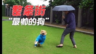 On a rainy day, the owner put on a raincoat for the golden retriever,and the dog got out of control!