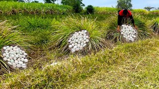 Under the bush of lemongrass there were lots of eggs - A peasant found and picked a lot of eggs home