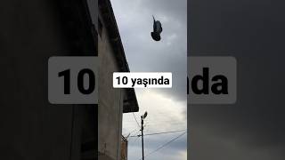 10 yaşında dişi. Maşallah #göyərçin #güvercin #göyərçinlər #pigeon #pigeons #pigeonlover #keşfet