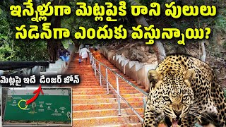 Why Tigers Attacking in Tirumala Alipiri Steps | పులులు ఎందుకు వస్తున్నాయ్ | Detail Edition Telugu