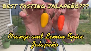 Best Tasting Jalapeño??? Orange Spice and Lemon Spice Jalapeño (NuMex) Pepper Review