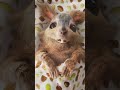 cute squirrel say hi 👋🐿 egofilm short