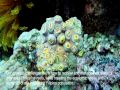 Philippine Reef Fish Biodiversity