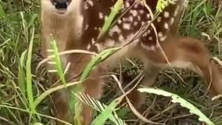 Fawn Bleat