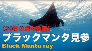 【30秒の海中動画】沖縄県 久米島 No.6 ブラックマンタ参上  / Black Manta ray. Kumejima