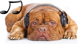 Musik Entspannende für Hunde ,Katzen ,Musik zum Schlafen Tiere 🎵♫