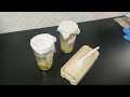 OSMOSIS | potato, water and salt experiment!