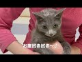 シャンプーシートが嫌いな猫（ロシアンブルー）