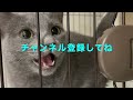 シャンプーシートが嫌いな猫（ロシアンブルー）