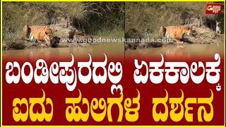 ಬಂಡೀಪುರದಲ್ಲಿ ಏಕಕಾಲಕ್ಕೆ ಐದು ಹುಲಿಗಳು ದರ್ಶನ | Bandipura | Tigers | GoodNewsKannada