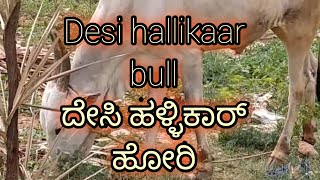 Desi hallikaar bull searching food  in the afternoon .# haalikaar#agriculture# eachnur sufi channel#