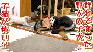 【野犬　子犬　保護犬 子猫】群れで育った野犬の子　子猫にビビる