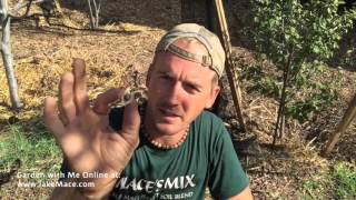 Planting a Moringa Oleifera Tree - Grow Superfood at Home