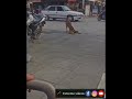 sakat numarası yapan köpek