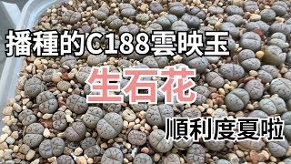 播種的C188雲映玉生石花順利度夏啦！【多肉老哥哥】