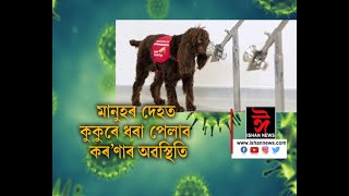 মানুহৰ দেহত কৰণাৰ অৱস্থিতি  ধৰা পেলোৱাত সহায়ক হব কুকুৰ।