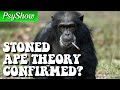 The Stoned Ape Theory Experiment | PsyShow