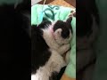 点滴を受ける猫と見守る猫