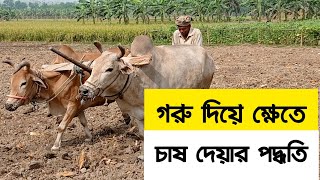 গরু দিয়ে হাল চাষ করে কিভাবে দেখুন৷ Digital Krishi BD