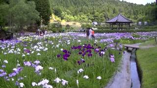 永沢寺花しょうぶ園