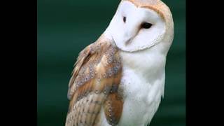 Tyto Alba (Barn Owl) 3,  Hissing of elder