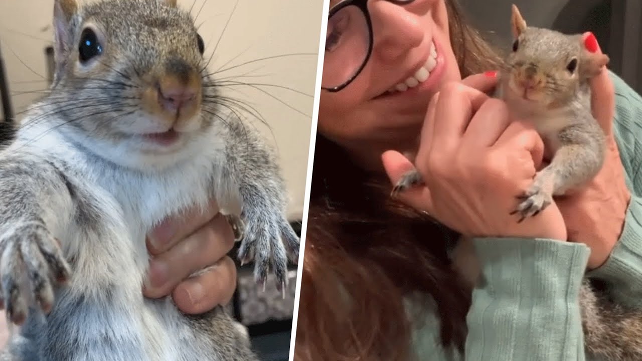 Tiny rescue squirrel throws the biggest tantrums