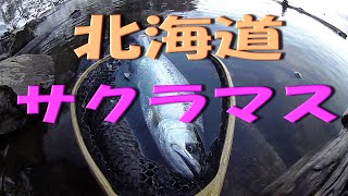 ★ぬかびら湖の美形サクラマス★　サクラマスに会いたくてワカサギをエサに狙ってみた。　北海道上士幌町糠平湖　ふるさと納税で有名な上士幌町