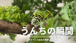 幼虫キアゲハ｜うんちの瞬間！