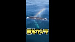 【近過ぎるクジラ】コミュニケーション取ろうとしてるのかな #shorts