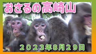 おさるの高崎山　2023年8月29日