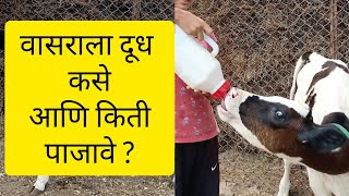 वासराला दूध कसे आणि किती पाजावे? #dairyfarm #dairy #milk #milkingcow #calf #agriculture #hfcow