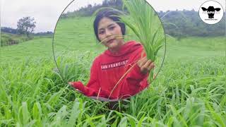 ใช้เคียวเกี่ยวหญ้ารูซี่ ป้อนหญ้าให้วัวกิน - Use a scythe to harvest the ruzi grass for feeding cows.