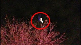 The Mysterious Iowa Dragon | Sightings \u0026 Encounters