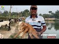 হান্নান ভাই এর বিটল ছাগলের বিশাল কালেকশন beetal goat farm bangladesh