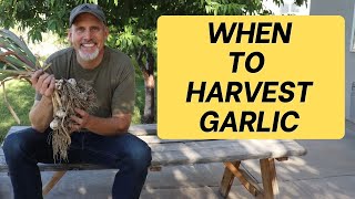 When to Harvest Garlic + tips on how to harvest garlic and how to cure garlic for long storage!